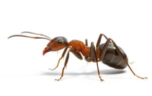 Ants-