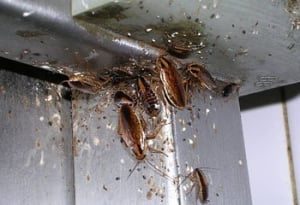 Cockroaches in the Kitchen