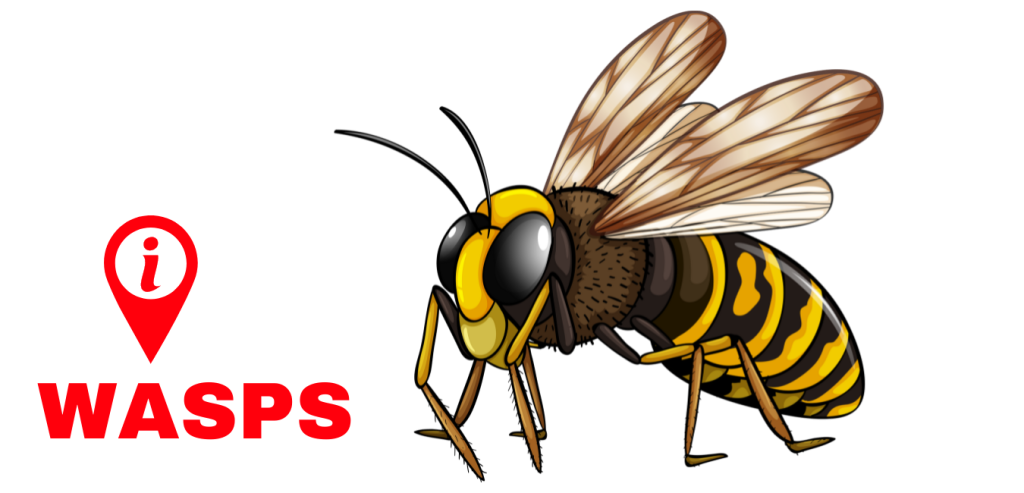 Dandenong Pest Control - Wasps
